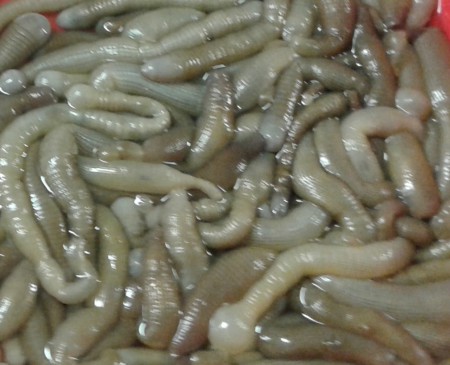 1 kilo bibi au sel 